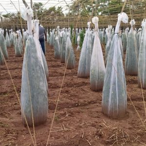 Fruit and Vegetable Covers