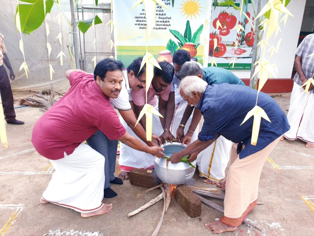 Celebrating Thai Pongal at Hayleys Agriculture Jaffna Centre