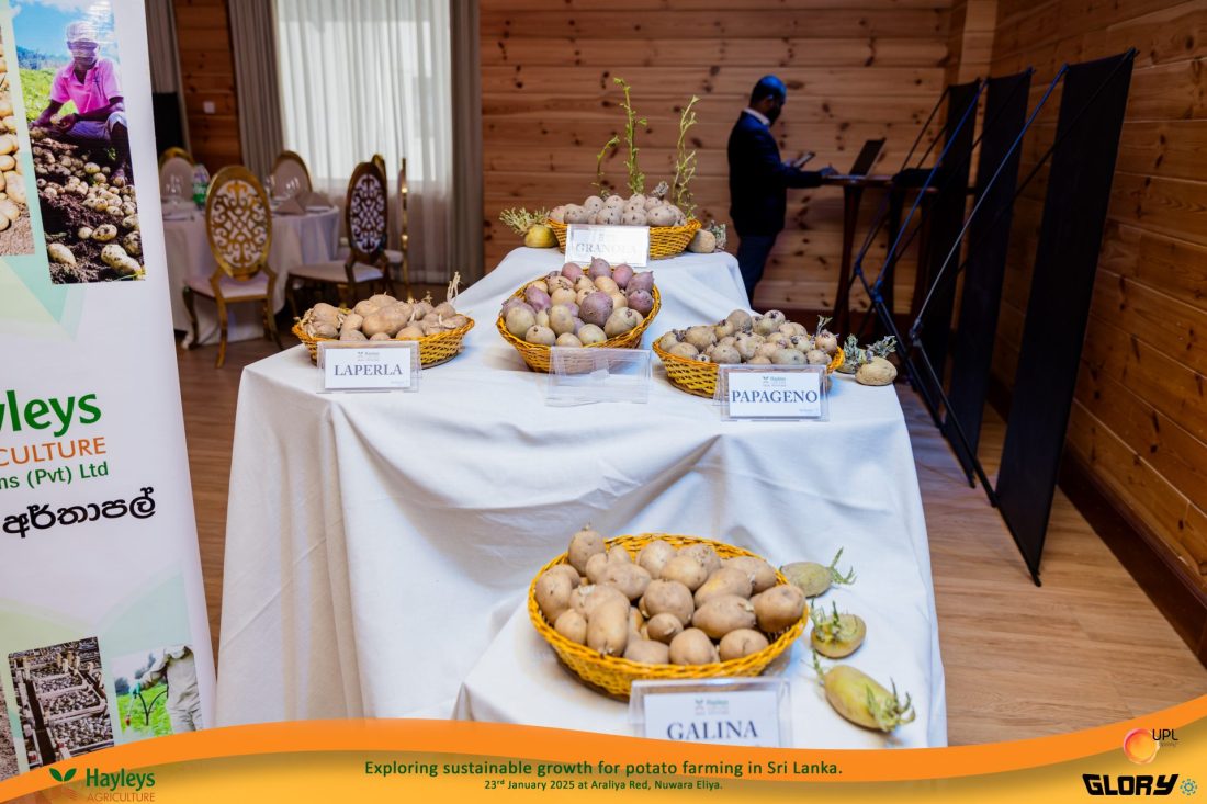 A display of Potato varieties on a table